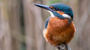 Kingfisher on a branch